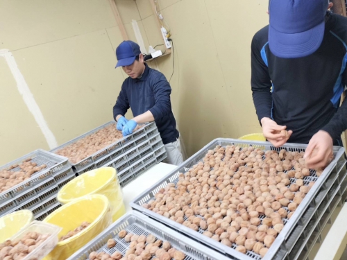 THÔNG BÁO ĐƠN HÀNG TG418 – CHẾ BIẾN MƠ MUỐI (UME)