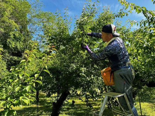 THÔNG BÁO ĐƠN HÀNG TG383 – CHẾ BIẾN MƠ MUỐI (UME)